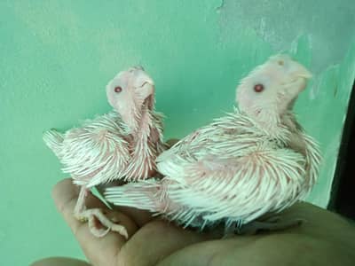 Cocktail Eno Red Eyes & Common pearl Chicks Available For Hand Team