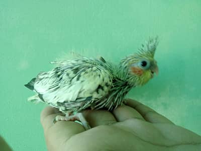 Common pearl Chicks Available For Hand Team