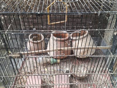 parrot cage with 3 kujjay, large cage