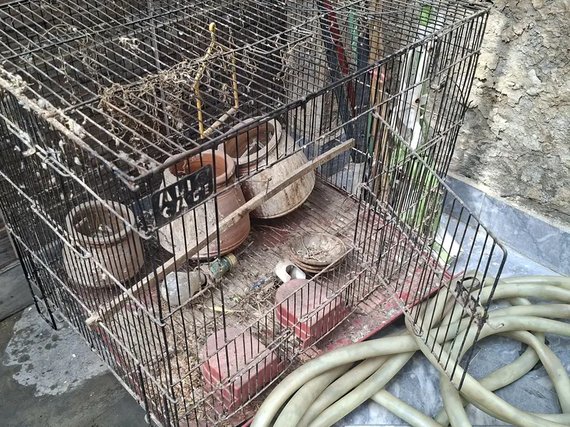 parrot cage with 3 kujjay, large cage — photo 2