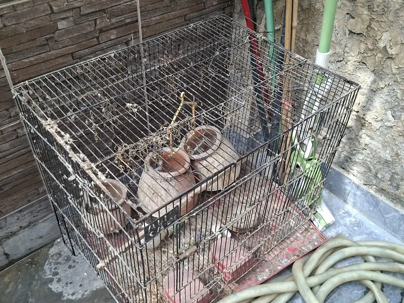 parrot cage with 3 kujjay, large cage — photo 3