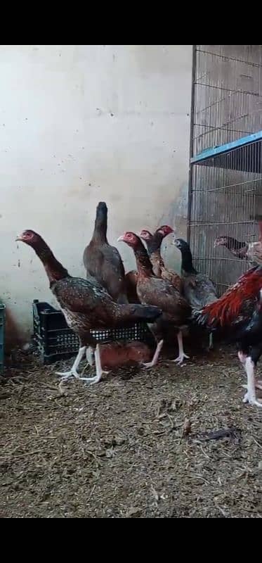 aseel hens