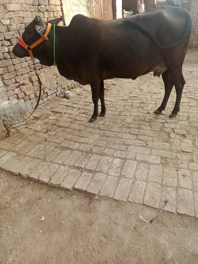 1st time Cow for sale