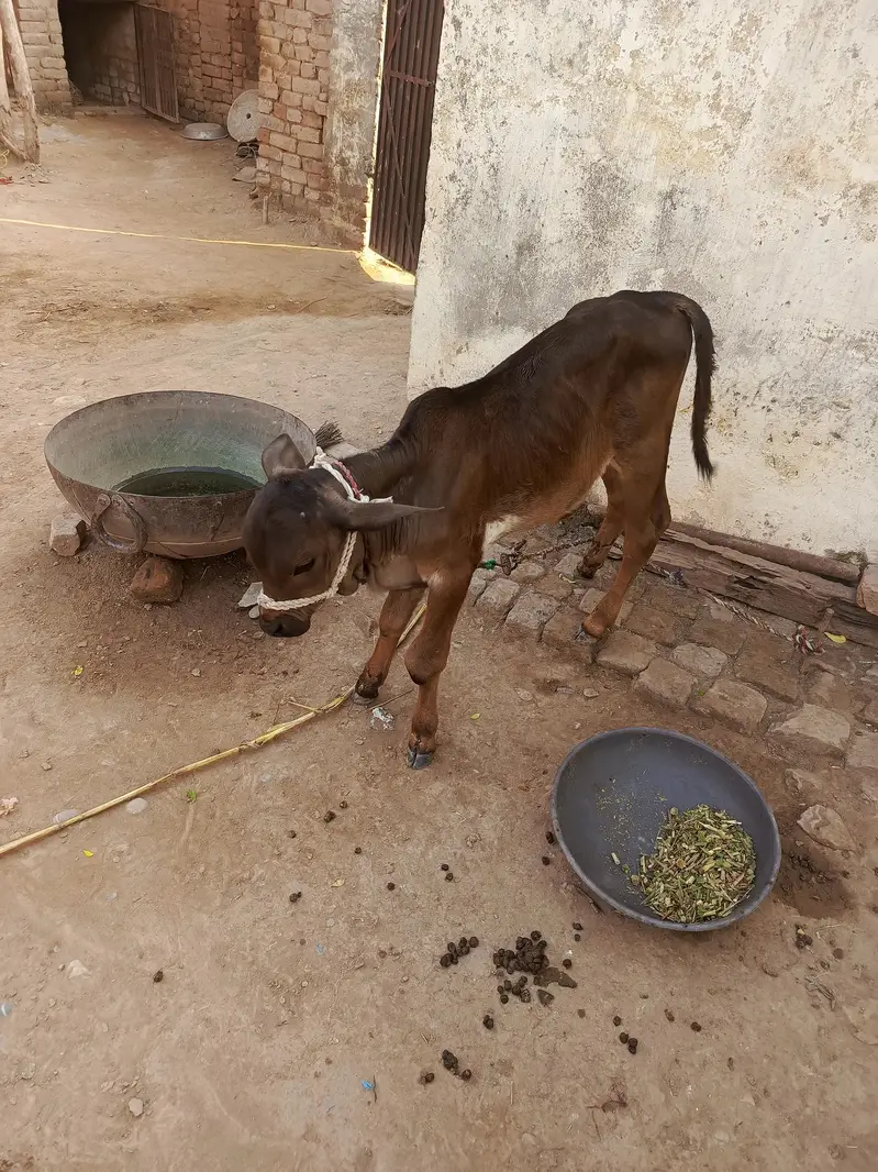 1st time Cow for sale — photo 2