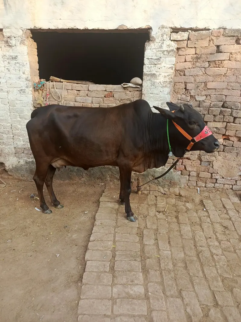 1st time Cow for sale — photo 3