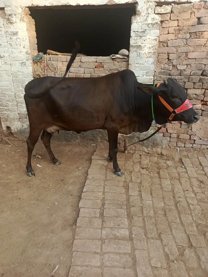 1st time Cow for sale — photo 4