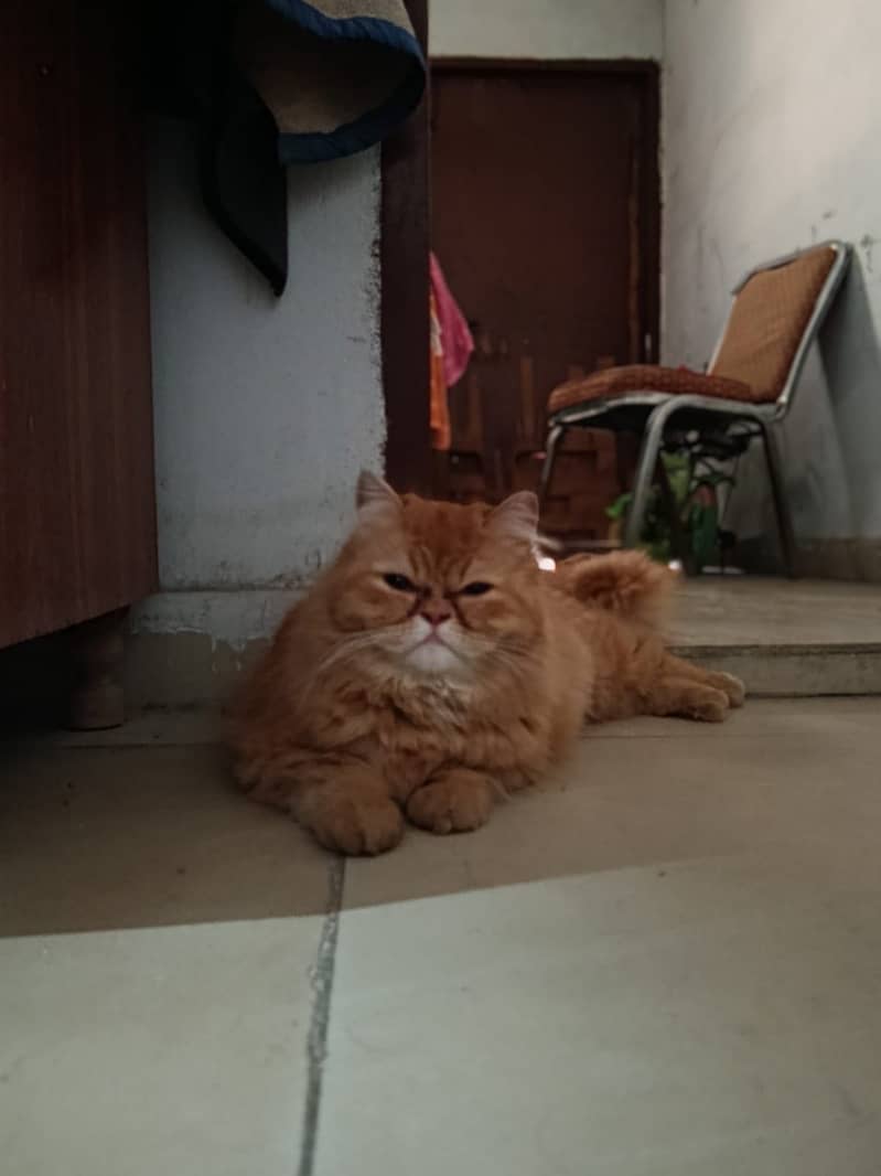 Picky face 0