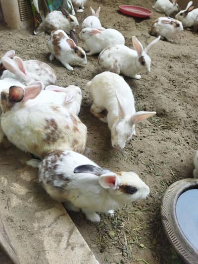 Rabbits for sale
