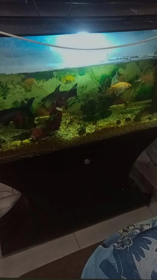 Fish Aquarium with fishes and Accessories