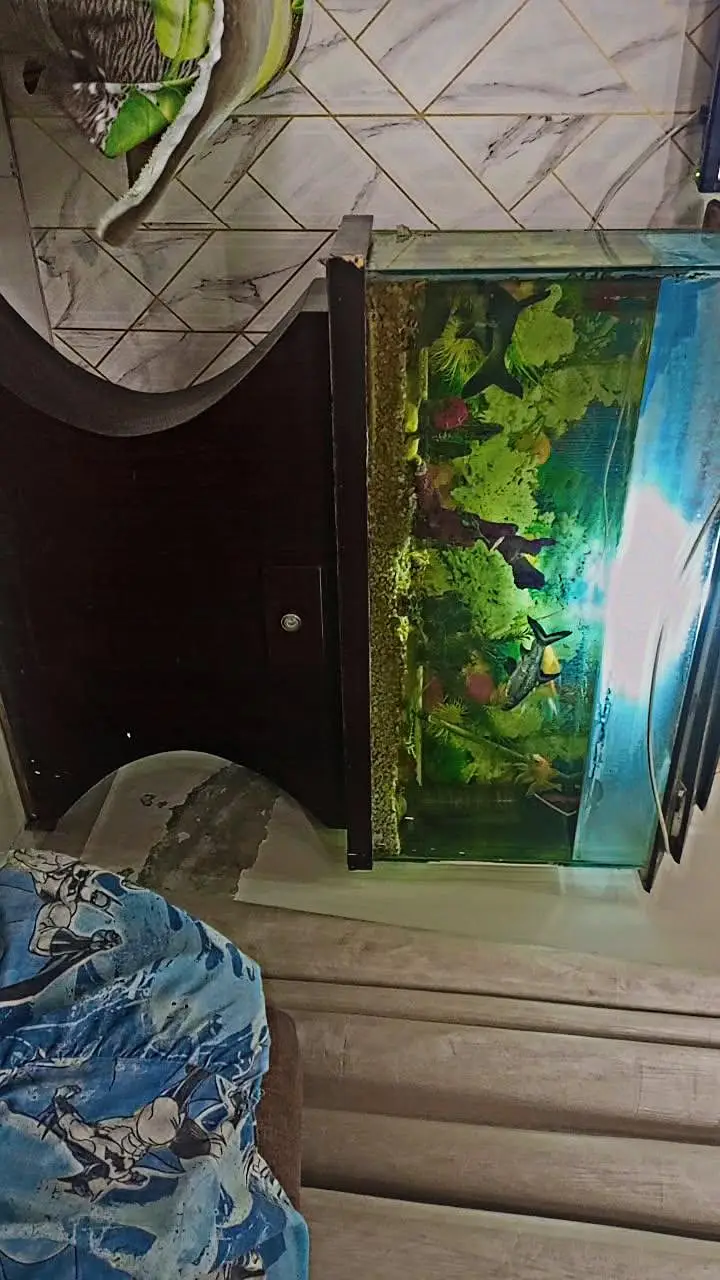 Fish Aquarium with fishes and Accessories — photo 2