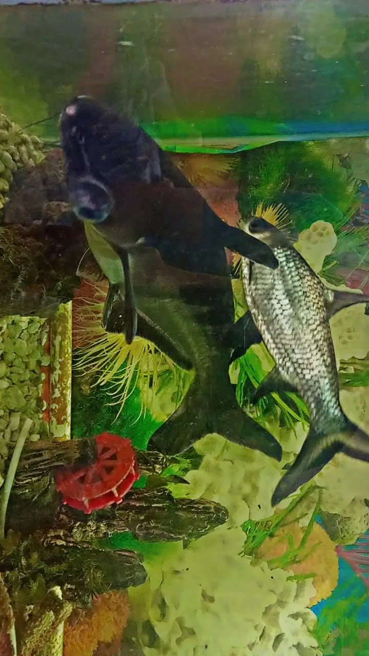 Fish Aquarium with fishes and Accessories — photo 3