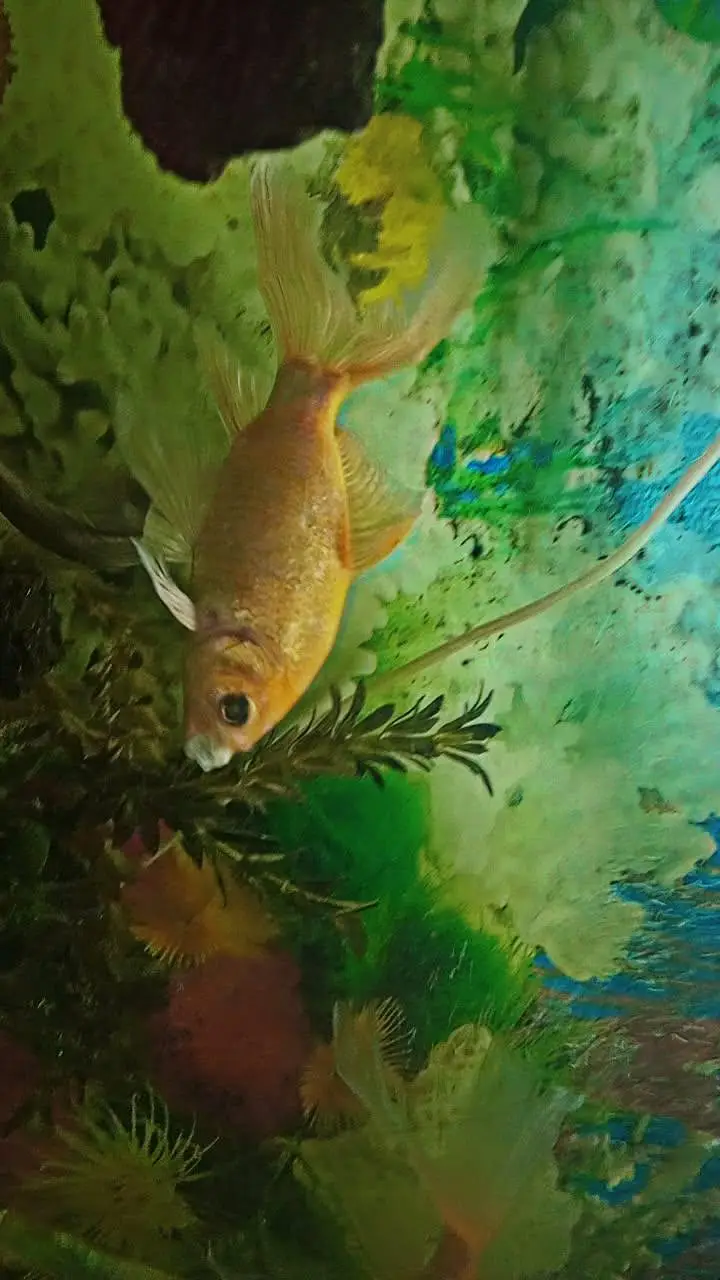 Fish Aquarium with fishes and Accessories — photo 4