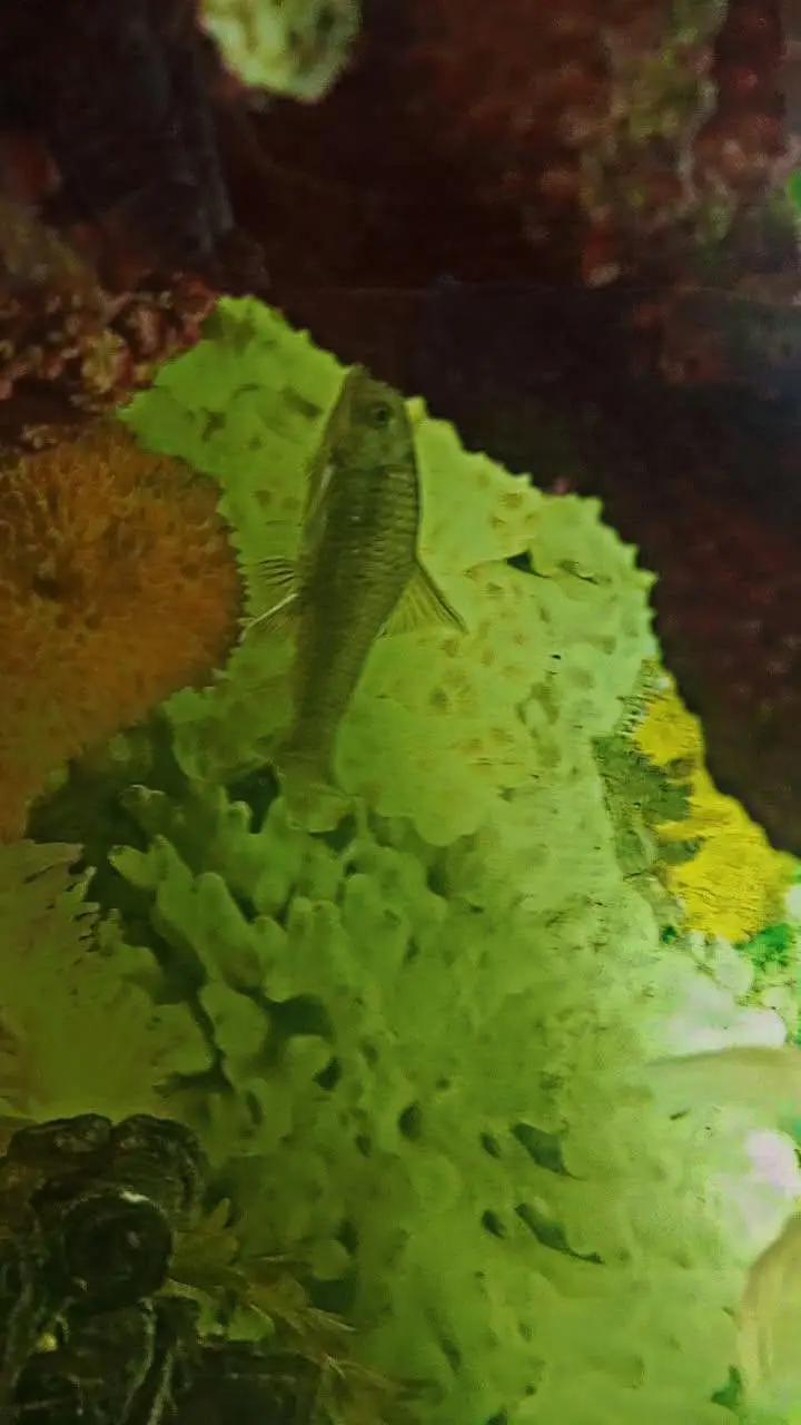 Fish Aquarium with fishes and Accessories — photo 5