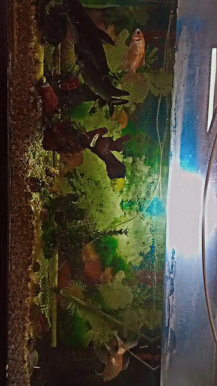 Fish Aquarium with fishes and Accessories — photo 6