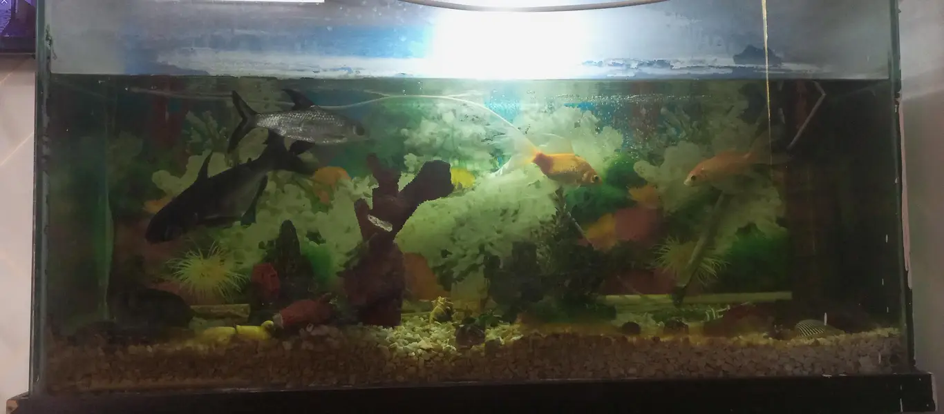 Fish Aquarium with fishes and Accessories — photo 7