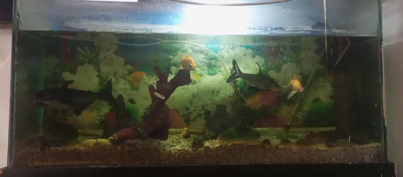 Fish Aquarium with fishes and Accessories — photo 8