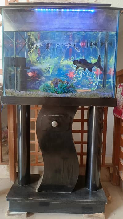 Aquarium & Fish