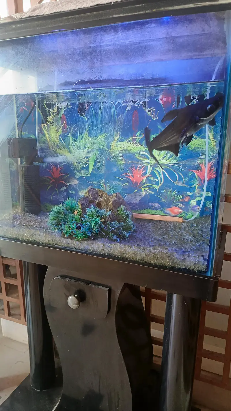 Aquarium & Fish — photo 2