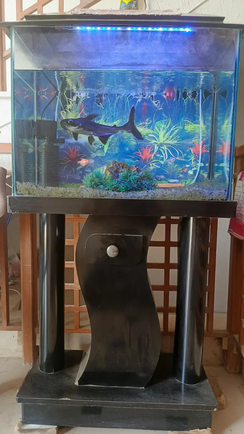 Aquarium & Fish — photo 3