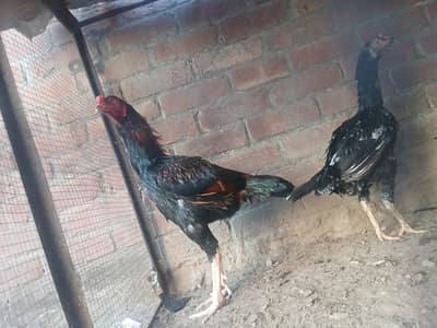 shamu pair fore sale