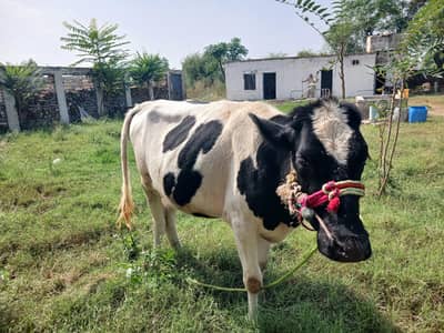 Friesian Cow for sale