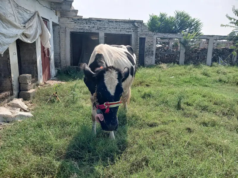 Friesian Cow for sale — photo 2