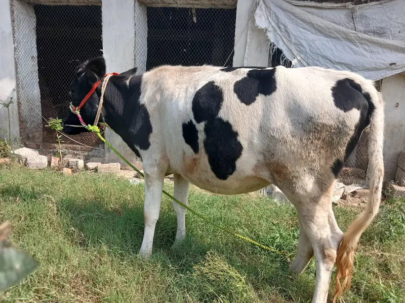 Friesian Cow for sale — photo 3
