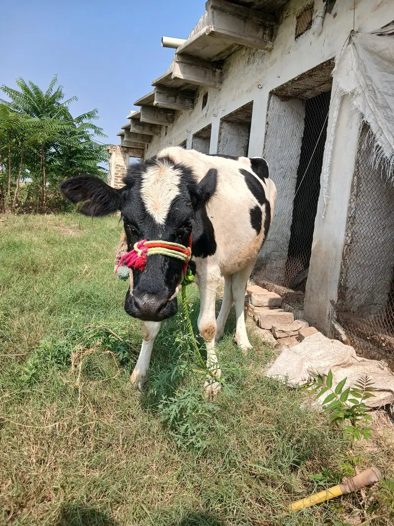 Friesian Cow for sale — photo 4