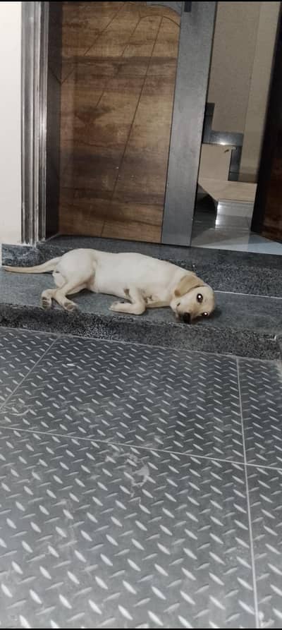 American Labrador dog full train and friendly dog. 03281181305