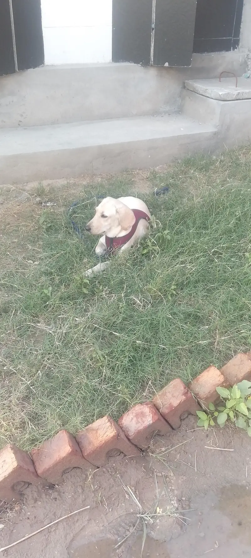 American Labrador dog full train and friendly dog. 03281181305 — photo 2
