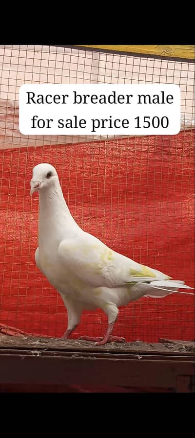 Pigeon Video Available