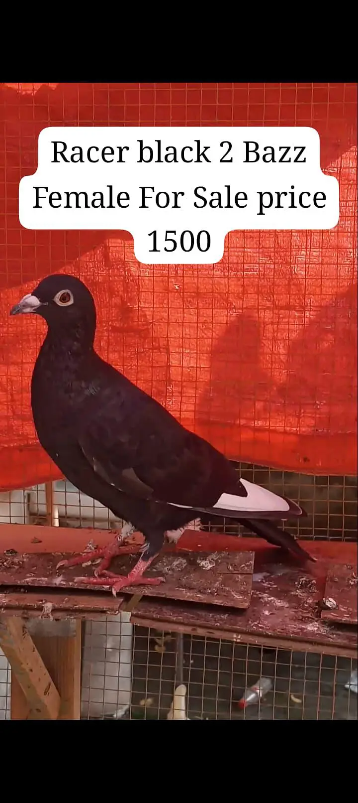 Pigeon Video Available — photo 2