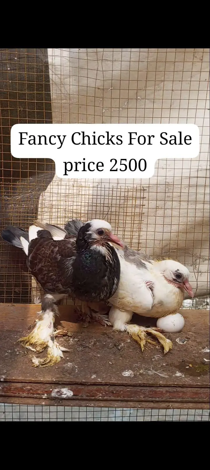 Pigeon Video Available — photo 3
