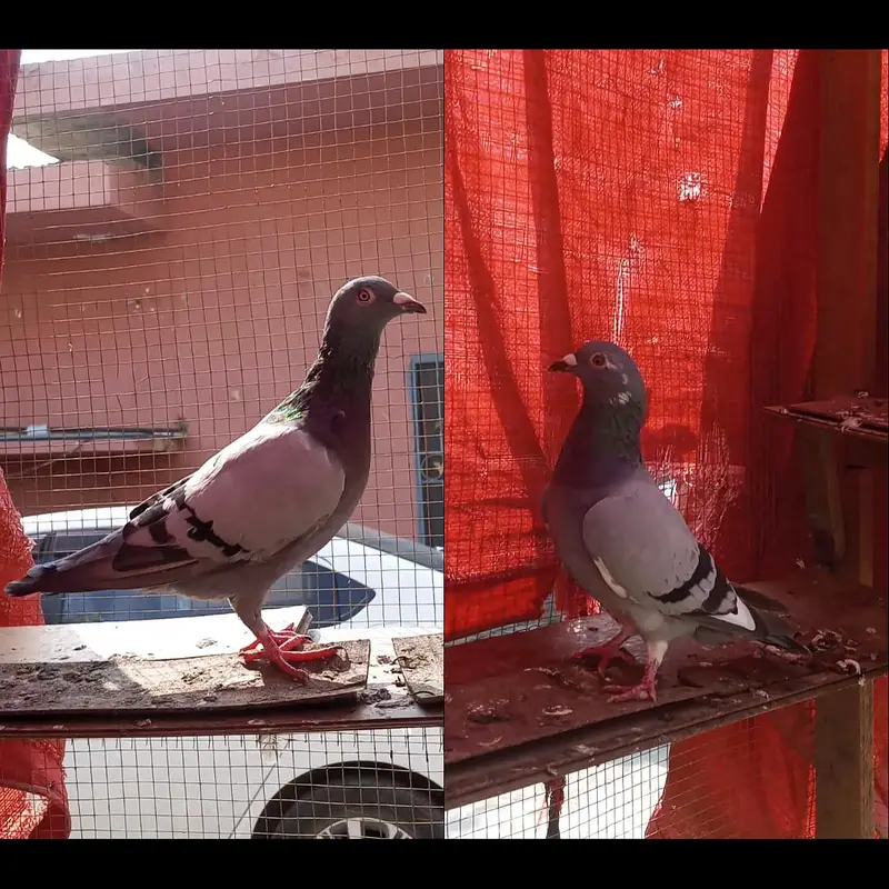 Pigeon Video Available — photo 4