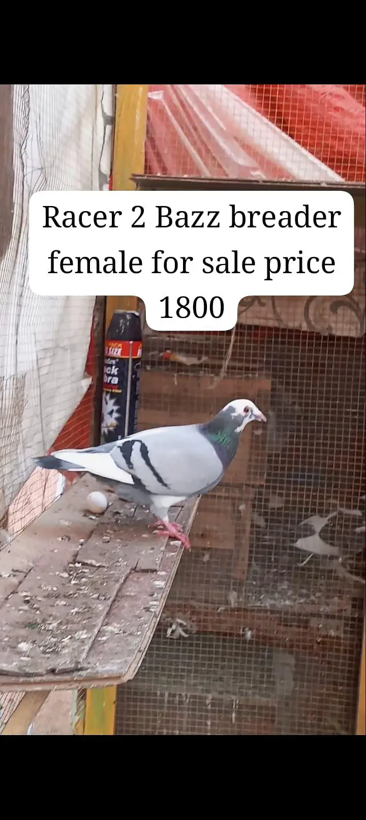 Pigeon Video Available — photo 5