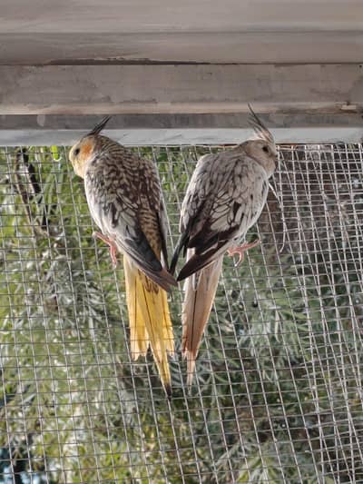 Cocktail Pearl Pair Ready to breed