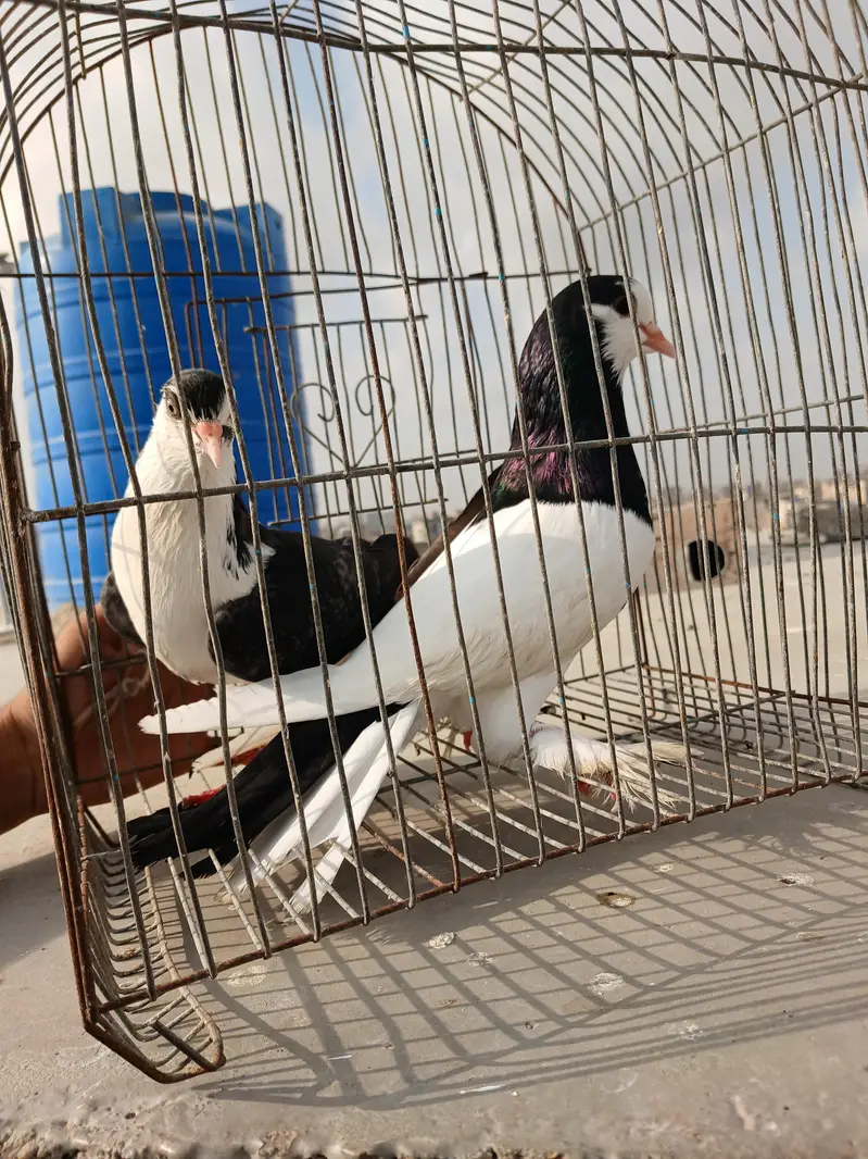kabootar — photo 3