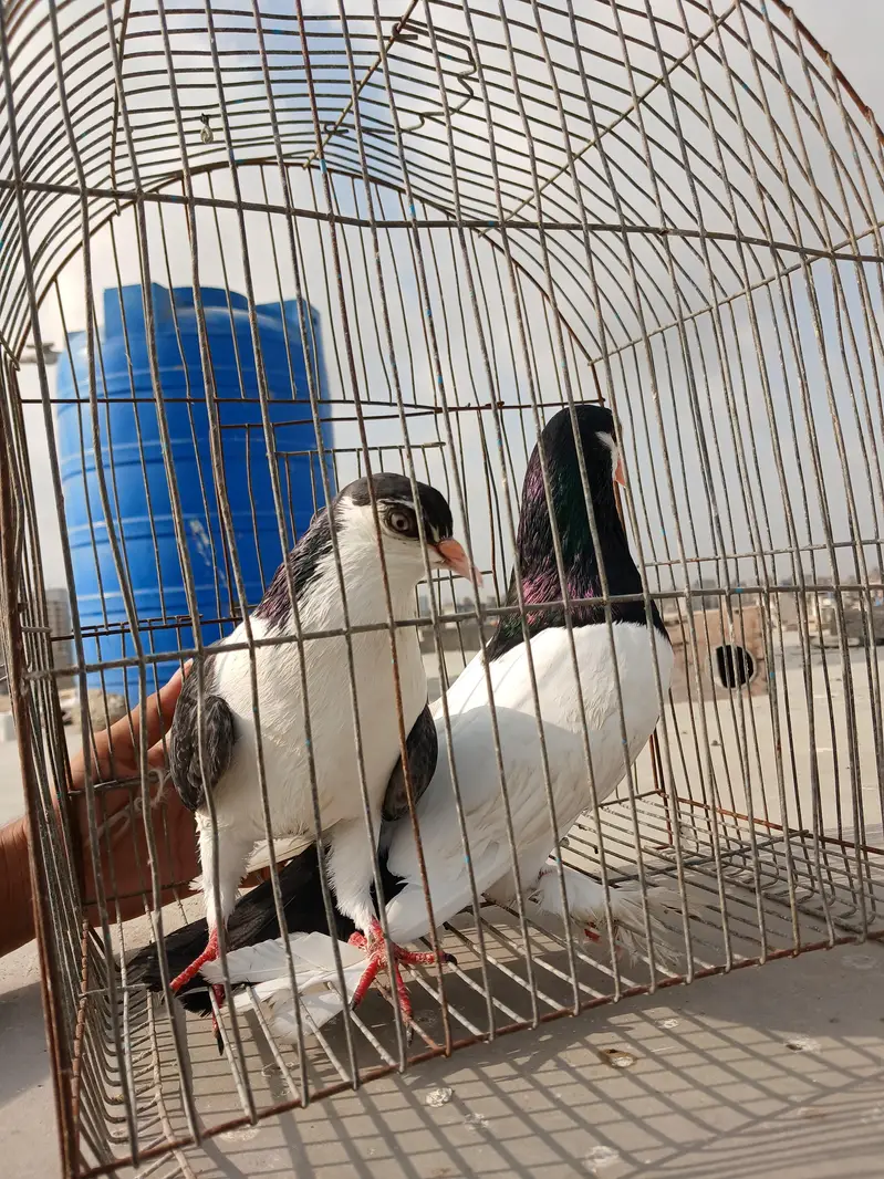 kabootar — photo 5