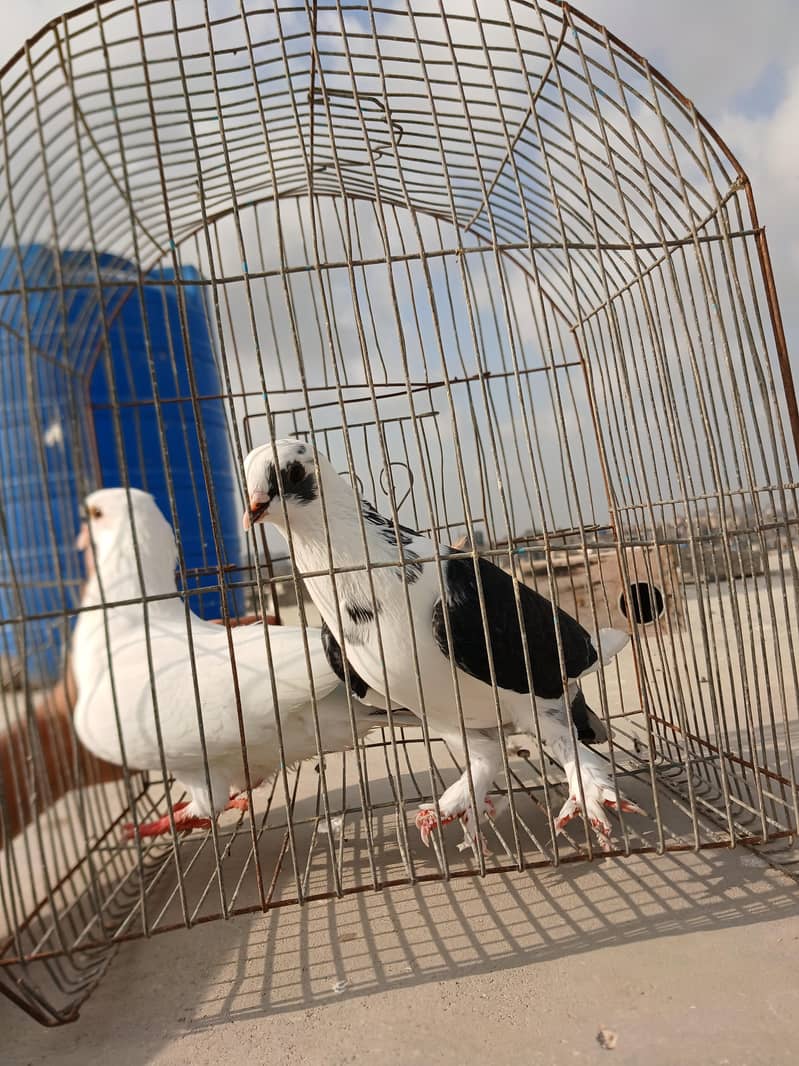 kabootar 8