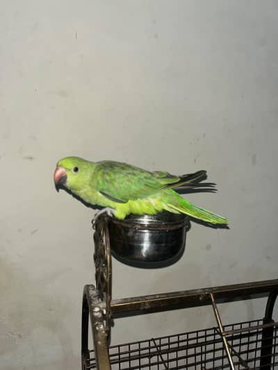 Ringneck talking parrot