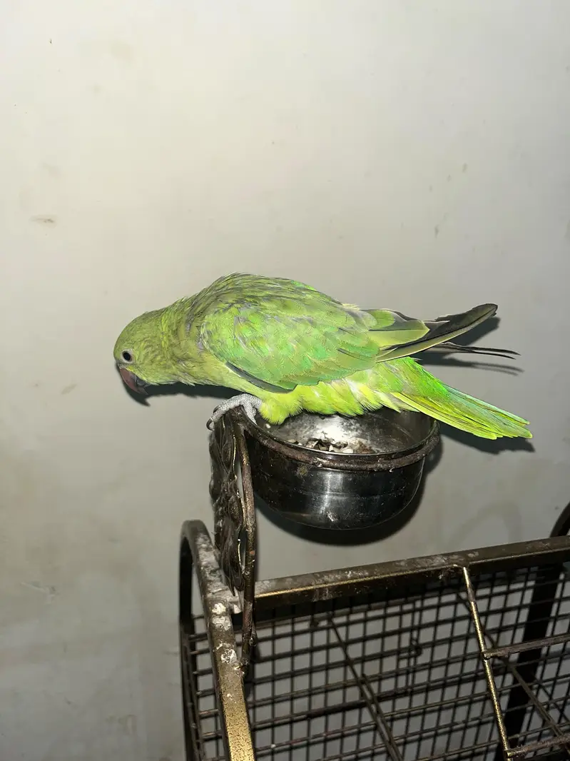 Ringneck talking parrot — photo 2