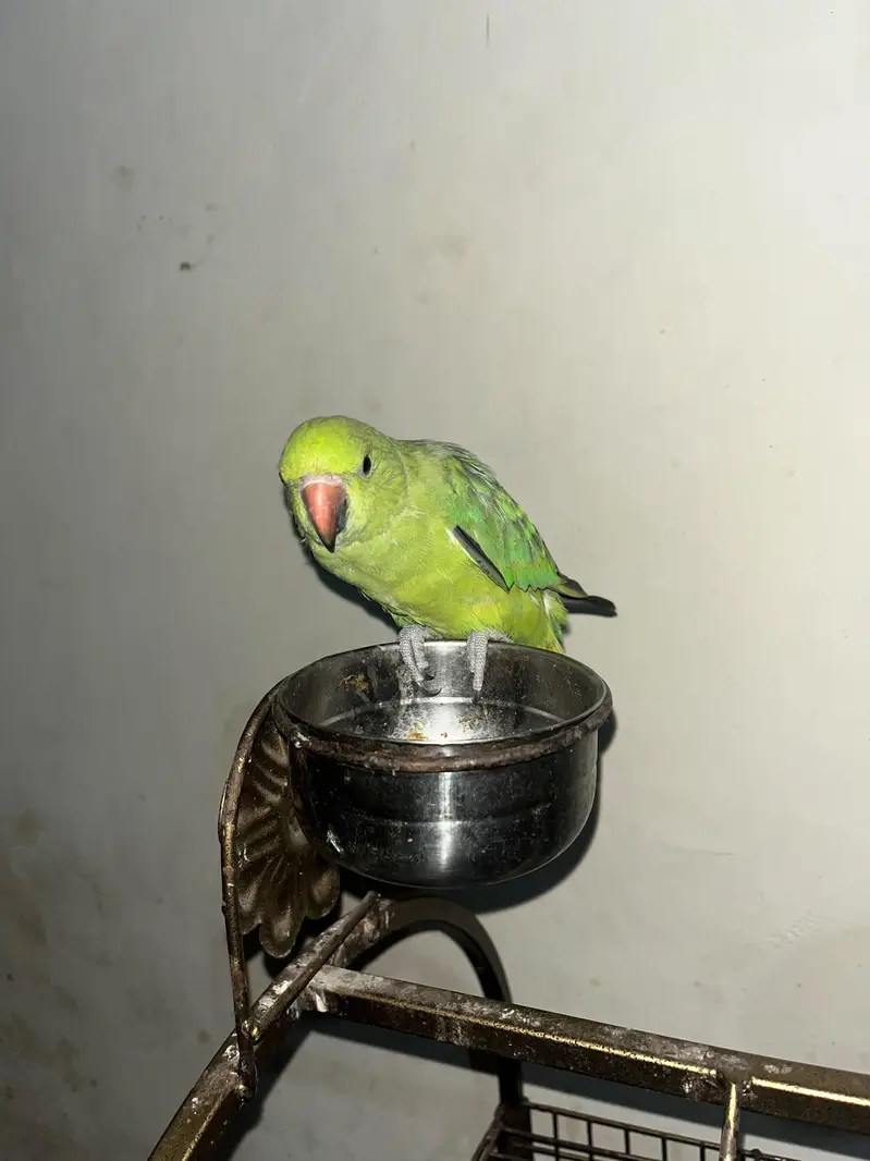 Ringneck talking parrot — photo 3