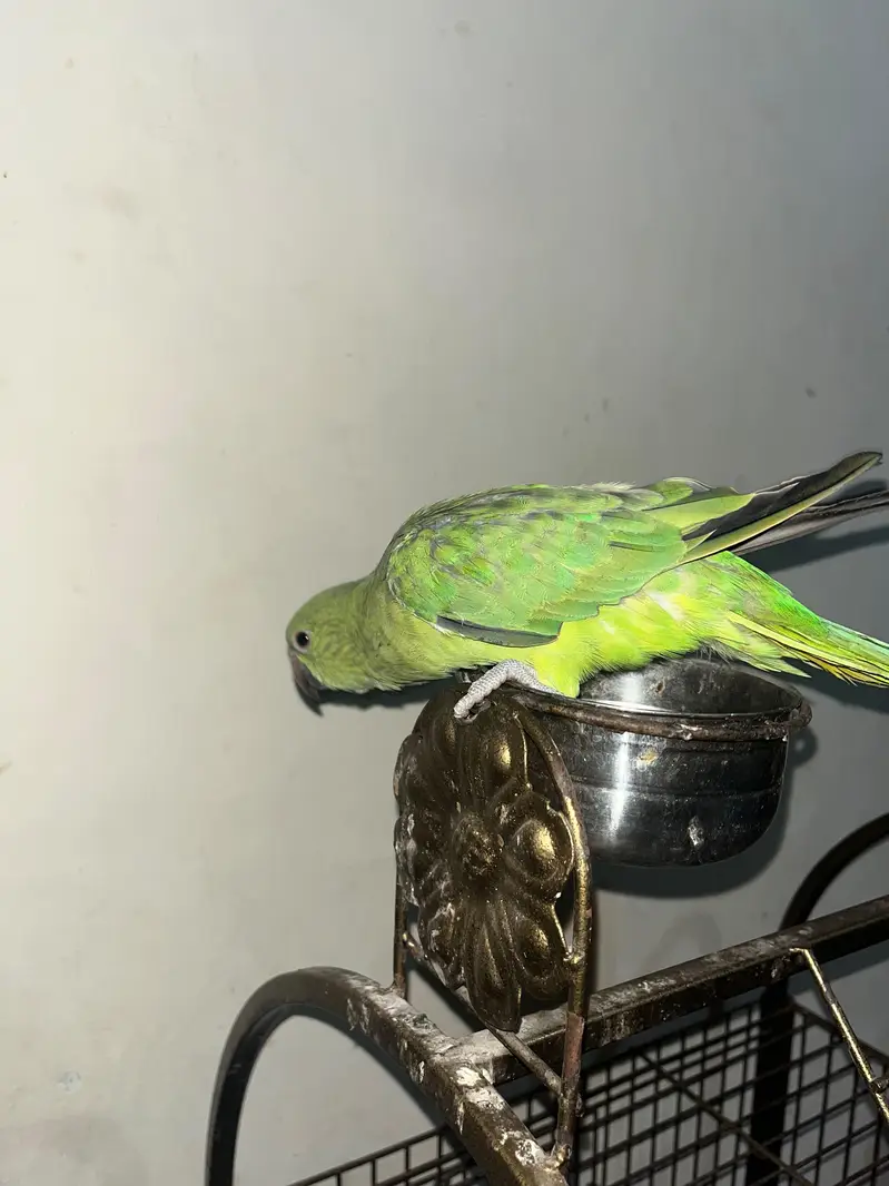 Ringneck talking parrot — photo 4