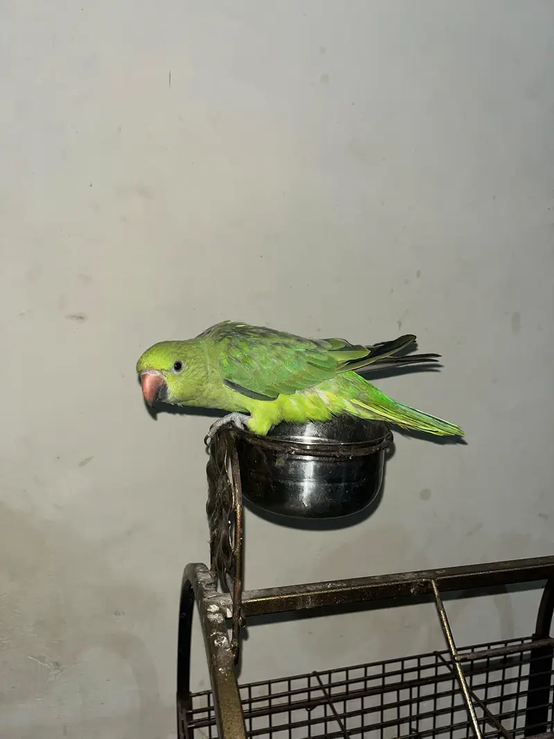 Ringneck talking parrot — photo 5