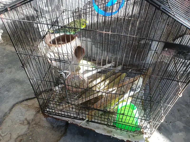 Budgies breader pair available — photo 4