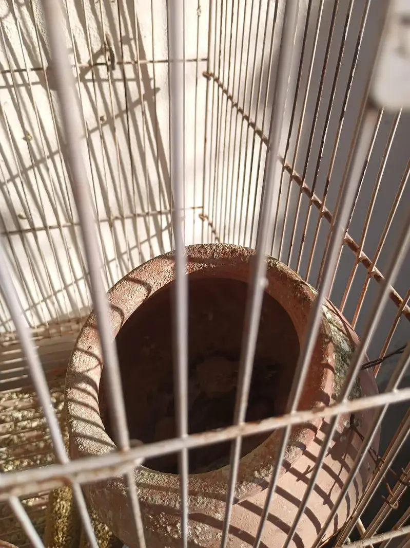 Budgies breader pair available — photo 2