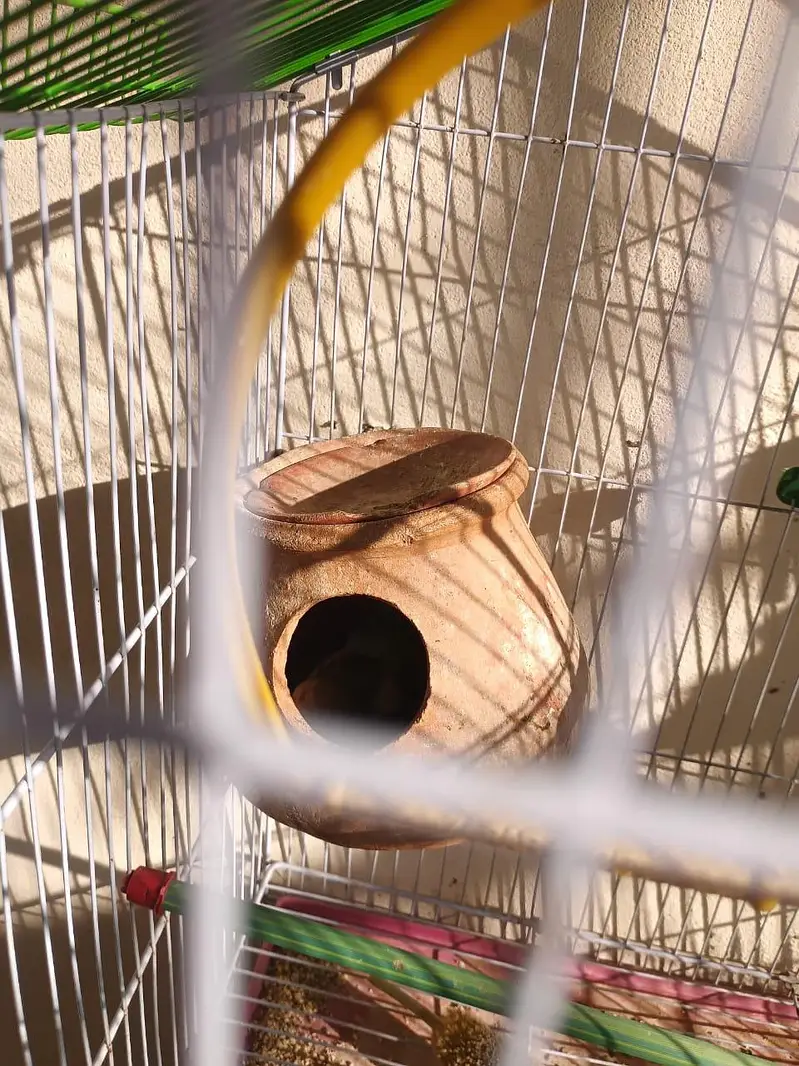 Budgies breader pair available — photo 5