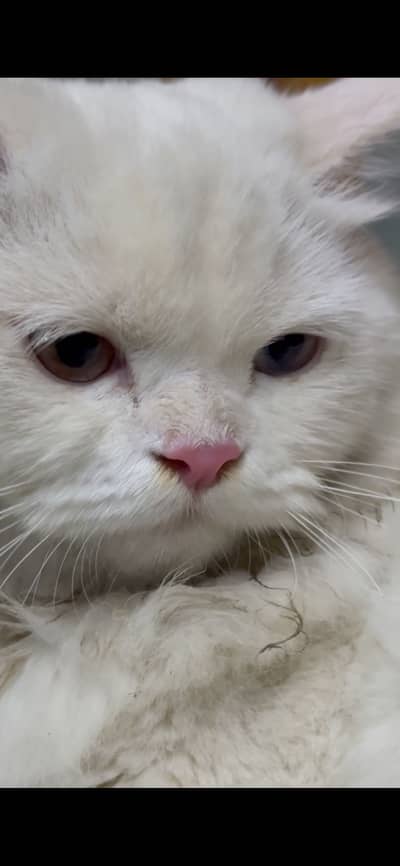 Persian tamed cat