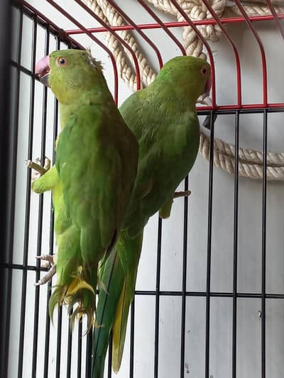 Pahari Parrot Pair with steel Cage