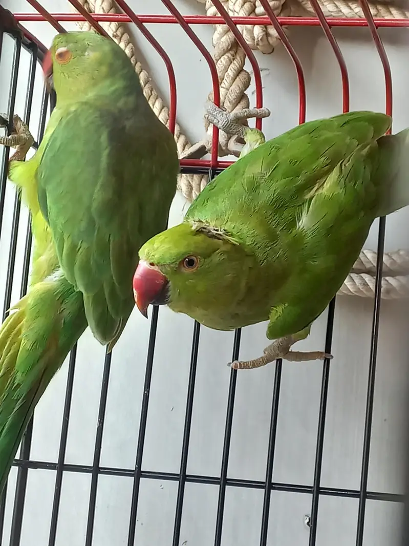 Pahari Parrot Pair with steel Cage — photo 2